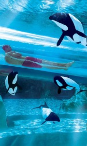 aquatica-orlando-dolphin-plunge