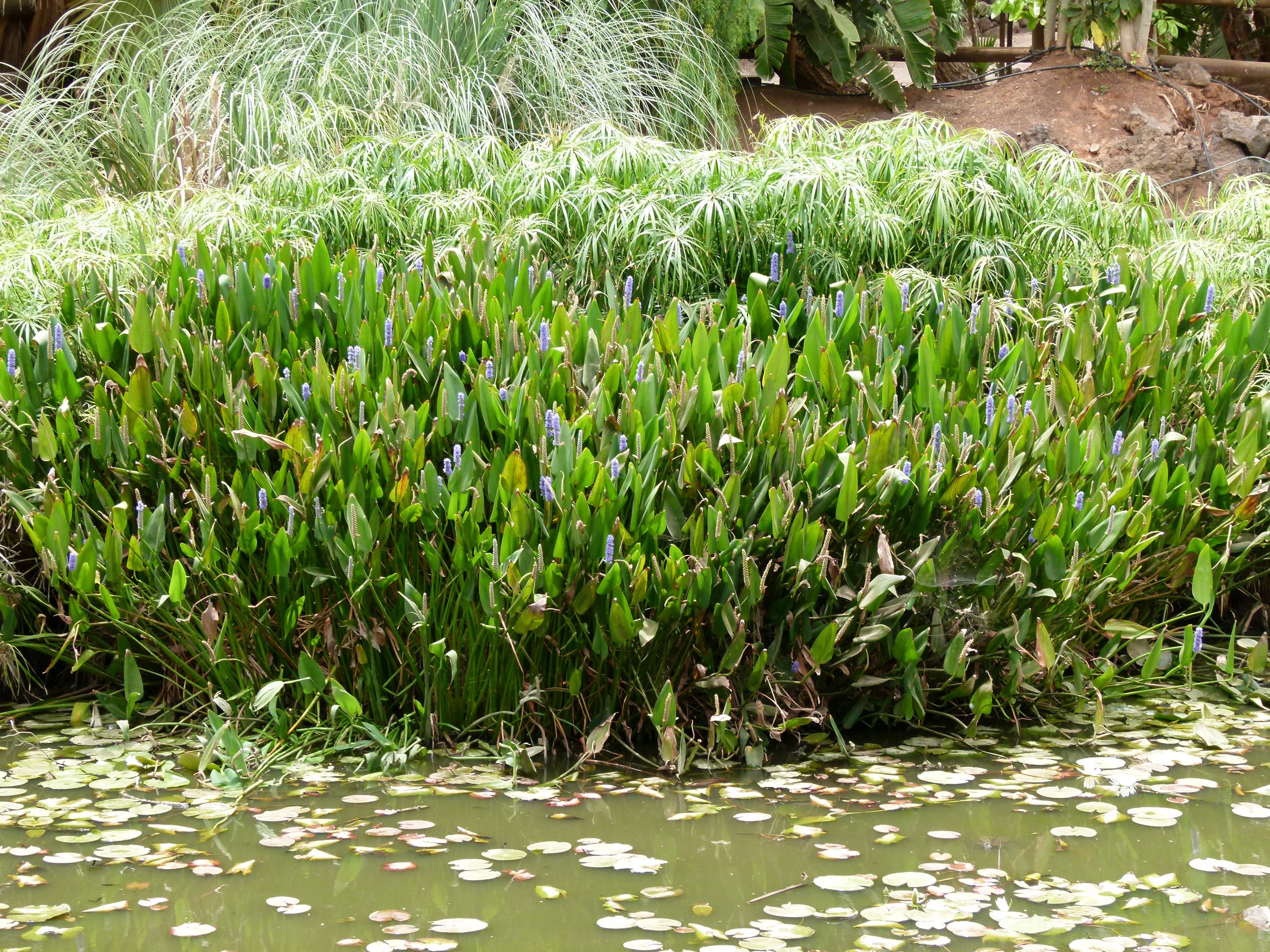 Oasis Water Park water park